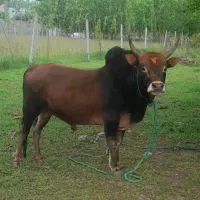 ورزا داشتی