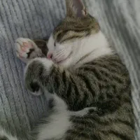 واگذاری گربه|گربه|نور, |دیوار