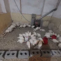 بوغلمون بیوتی