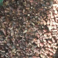 کنگه برای دام