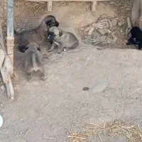 توله سرابی 20 روزه ماده 3عدد