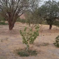 باغ میوه در دستجرد علیا بالاتر از امامزاده اباذر|فروش زمین و ملک کلنگی|قزوین, |دیوار