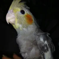 جوجه عروس هلندی