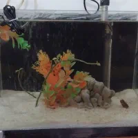 اکواریوم ماهی برند ماهیران شرکتی بخاری اکواریوم