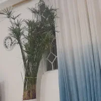 فروش،فوری نخل مردابی