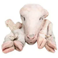 پاک کردن کله پاچه و شکمه