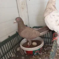 سه عدد کبوتر ،کرم هفرنگ ،سرکه ای ، بدرنگ