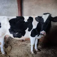 گاو هلشتاین|حیوانات مزرعه|گل تپه, |دیوار