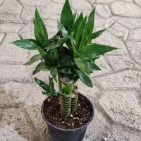 گل بامبو لوتوس خاکی