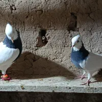 کفتر کبوتر پرشی و رنگی|پرنده|عطاملک, |دیوار