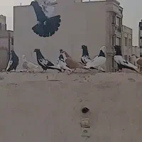 کفتر رنگه