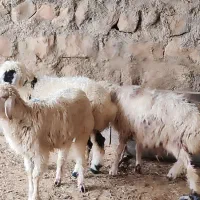 بره|حیوانات مزرعه|چرداول, |دیوار