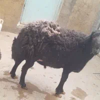 قیمت توافقی
