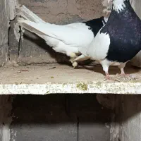 طوقی جف گوشواره