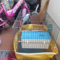 دو عدد مرغ عشق با قفس|پرنده|اردبیل, |دیوار