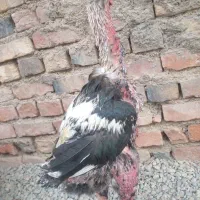 خروس ترک|حیوانات مزرعه|خاش, |دیوار