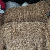 کولوش سرچینا غذای گاو