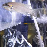 ماهی آنجل (گیاهخوار،کپی)