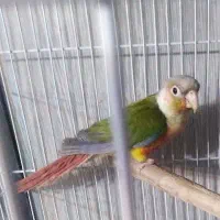 جوجه گرینچیگ سانچیک و نر بالغ آناناسی