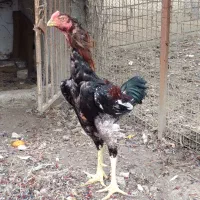 واگذاری خروس لاری