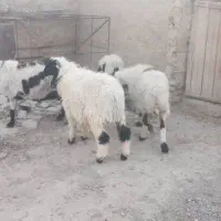 فروش فوری تعدادی گوسفند آبست و بره نر جاق|حیوانات مزرعه|زابل, |دیوار