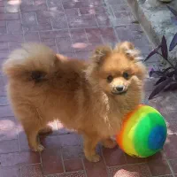 گمشده حوالی روستای داربسر