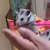 همستر دستی و بامزه ۳ تا فقط ۴۰۰|حیوانات مزرعه|زنجان, |دیوار