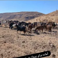 بز جوان و پرشیر