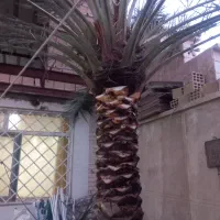 کار باغبانی وتکریب نخل وشخم زدن زمین با بیل|خدمات باغبانی و درختکاری|آبادان, |دیوار