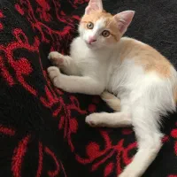 واگذاری بچه گربه