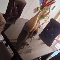 پول لازم|میز و صندلی غذاخوری|شاهینشهر, فردوسی|دیوار