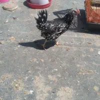مرغ گلین تک تاج