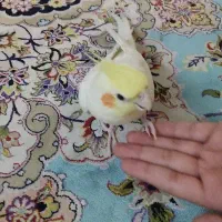 عروس هلندی رام و سخنگو|پرنده|تهران, باشگاه نفت|دیوار