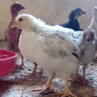 جوجه ۲۰ روزه گلپایگانی