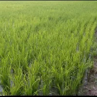 فروش-زمین-شالیزار