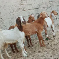 چهارتا.کهره مری دوتا نر دوتا ماده