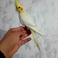 عروس هلندی دستی نر ماده جوجه