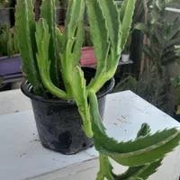 استاپلیا ( گل ستاره ای)|گل و گیاه طبیعی|تهران, مجیدیه|دیوار