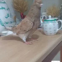 کبوتر دم سفید