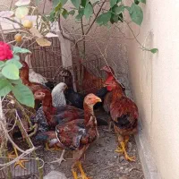 مرغ و خروس لاری