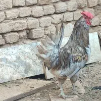 خروس گلین