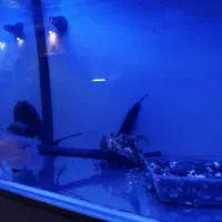 ماهی|ماهی|تهران, نیروی هوایی (پیروزی)|دیوار