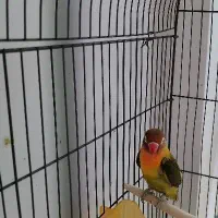 کوتوله برزیلی کوتوله پرنده عروس مرغ عشق|پرنده|مشهد, طبرسی شمالی|دیوار