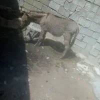 الاغ گله ای ب شرط و باری