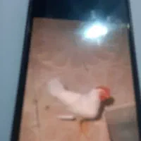 خروس