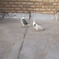 جفت ابلغ سیا و سبز