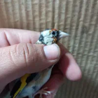 فروش چنتا سهره دورگ صاف گرده|پرنده|کازرون, |دیوار