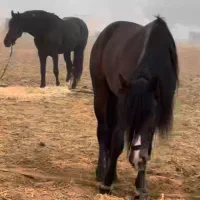 فروش نریون خالص ایرانی مقام دار کورس وزیبایی