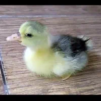 جوجه غاز چهار روزه