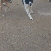 سگ گله قدرجونی|سگ|فشاپویه, |دیوار